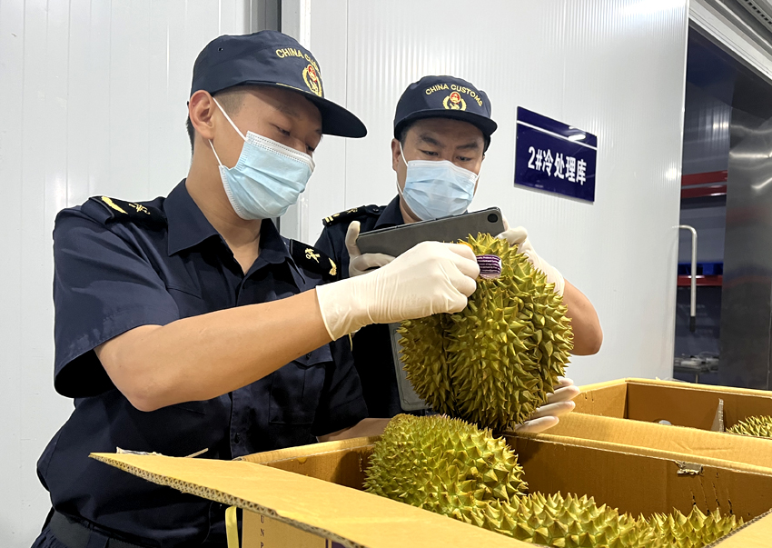 磨憨鐵路口岸綜合性指定監管場地水果查驗區內，海關關員正在查驗進口榴蓮。勐臘海關供圖