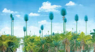 探秘中國(guó)“植物龐貝城”