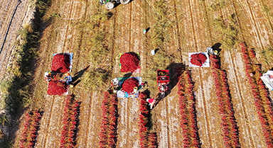 甘肅酒泉：秋收