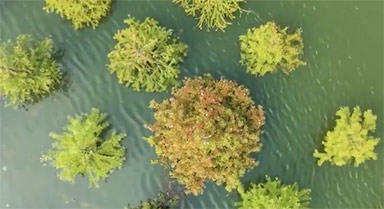 超治愈視角！水杉林開(kāi)啟漸變色模式